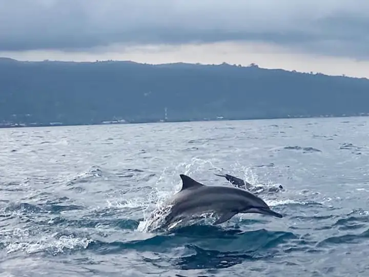 Dolphin Watching at Lovina - Image 3