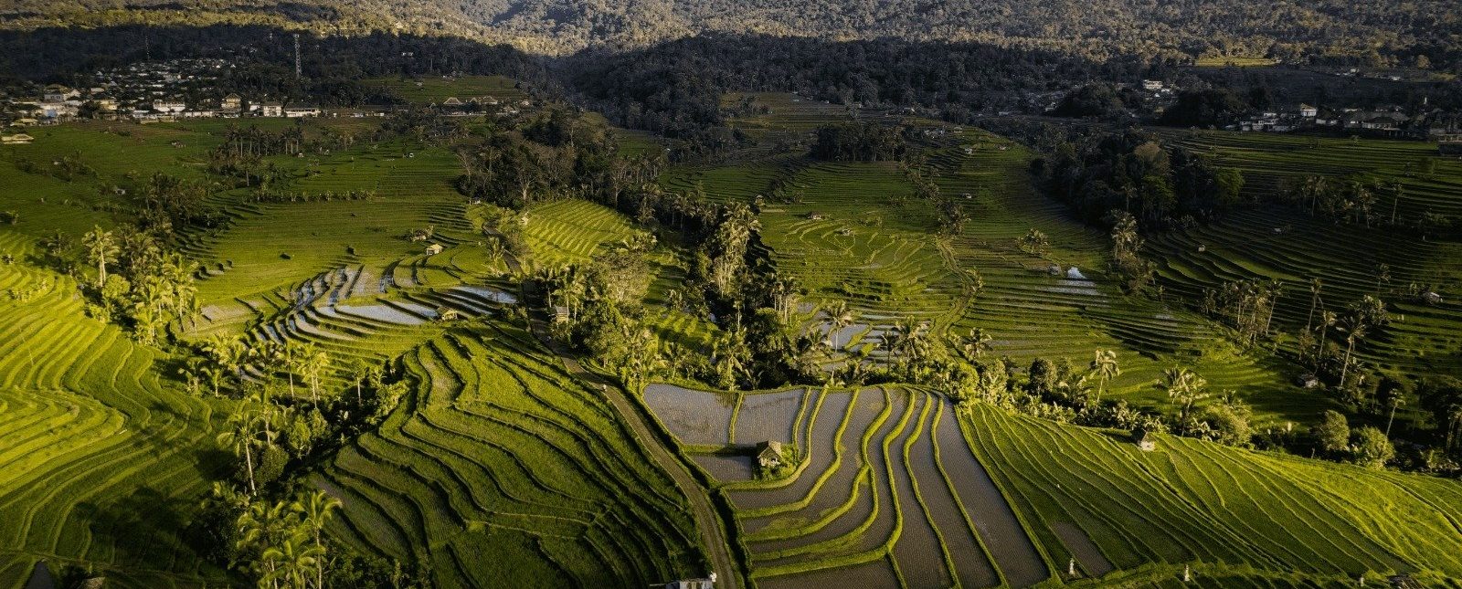 Jatiluwih Rice Terrace (West Bali Area)